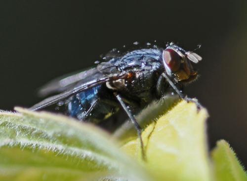 Calliphora vicina